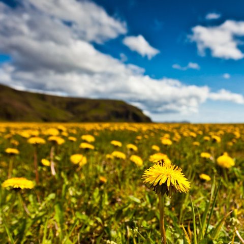 Sumardagurinn fyrsti - frídagur
