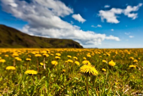 Sumardagurinn fyrsti - frídagur