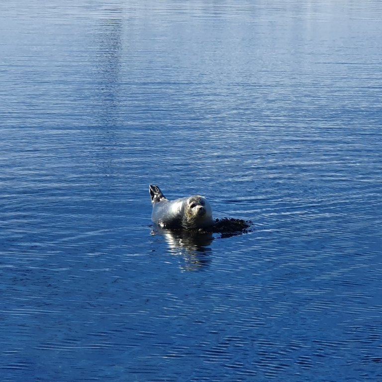 90678565_206114004055241_7985378482928484352_n