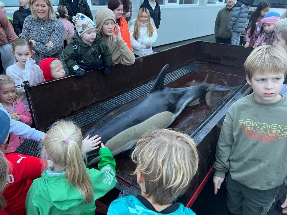 Höfrungur á föstudegi