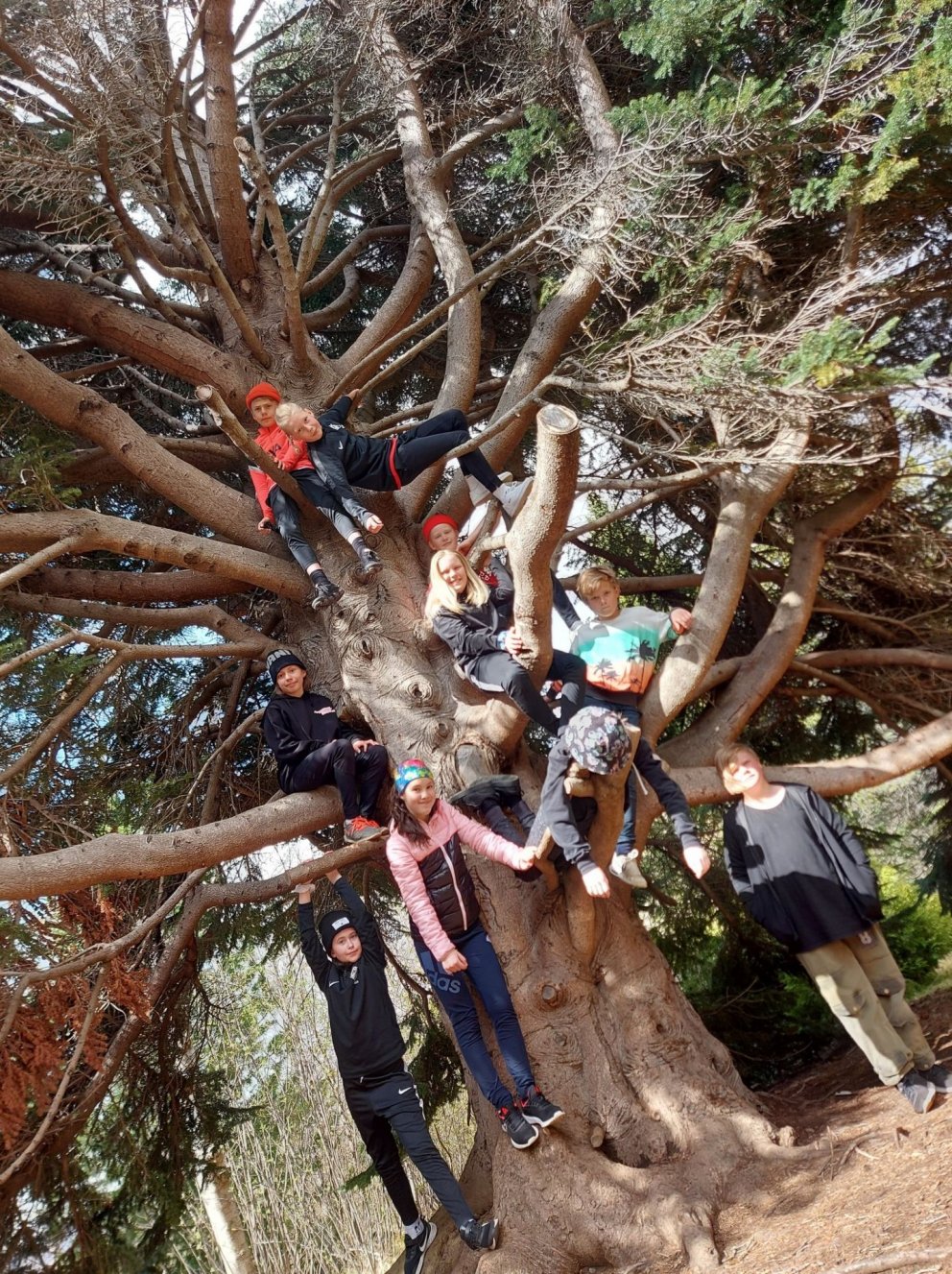 6. b. í Hallormsstaðaskógi.