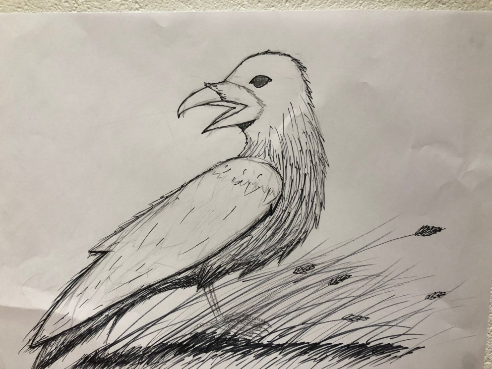 Krummi krúnkar úti