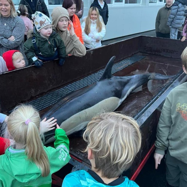 Höfrungur á föstudegi