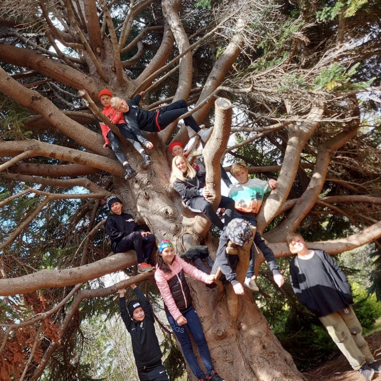 6. b. í Hallormsstaðaskógi.